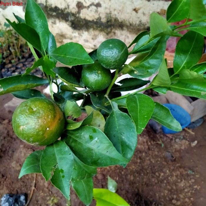 BERBUAH Bibit santang madu sudah berbuah