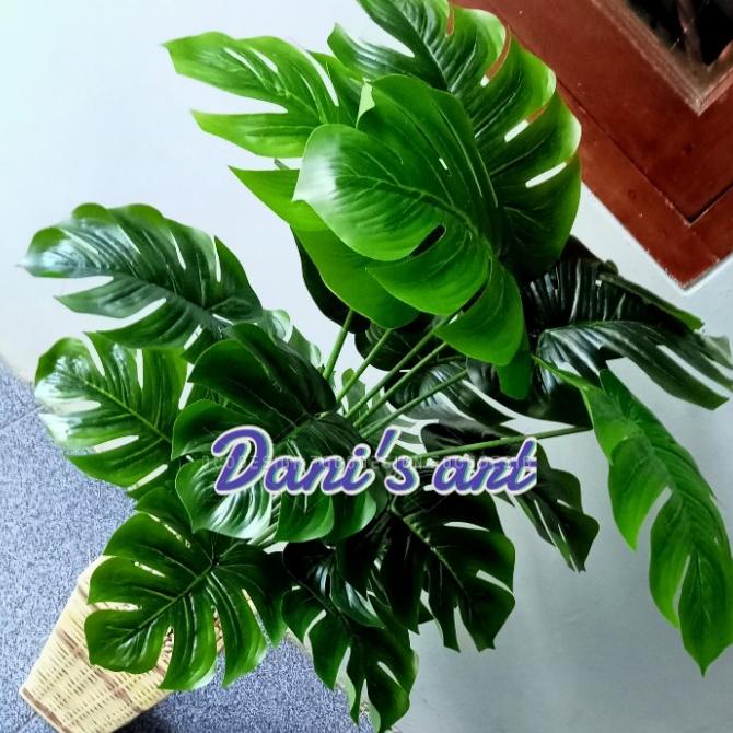 Monstera palsu/ tanaman monstera latex/ monstera hias