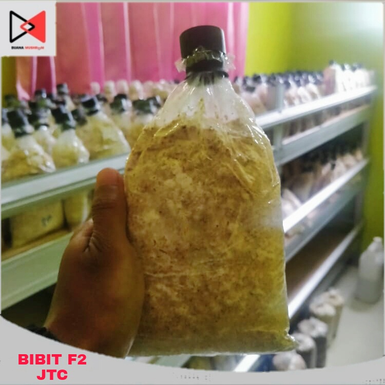 TERMURAH BISA COD / BIBIT F2 JAMUR TIRAM COKLAT
