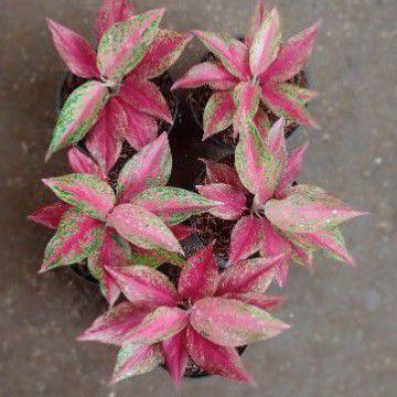 AGLAONEMA RED MOON