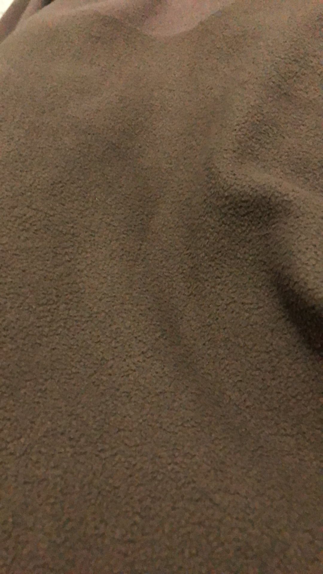 Anggrek Dendrobium Seedling Hybrid Thailand