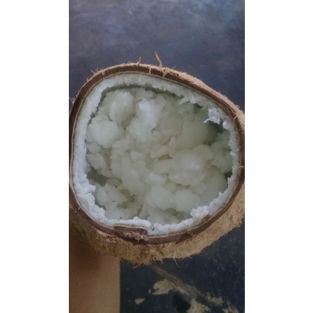 

kelapa kopyor/puan fresh
