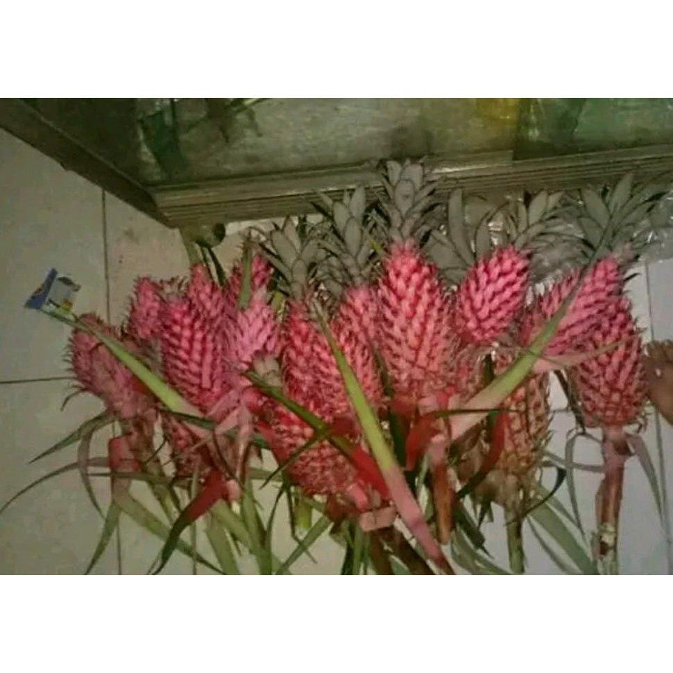 Laris Murah Buah Nanas Muda Merah Buah Nanas Merah Muda Segar $_$