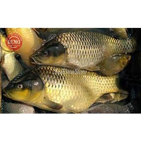 

Ikan Mas Emas Ikan Fresh GARANSI SEGAR