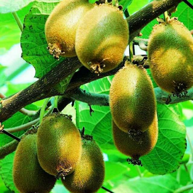 Bibit buah kiwi gold