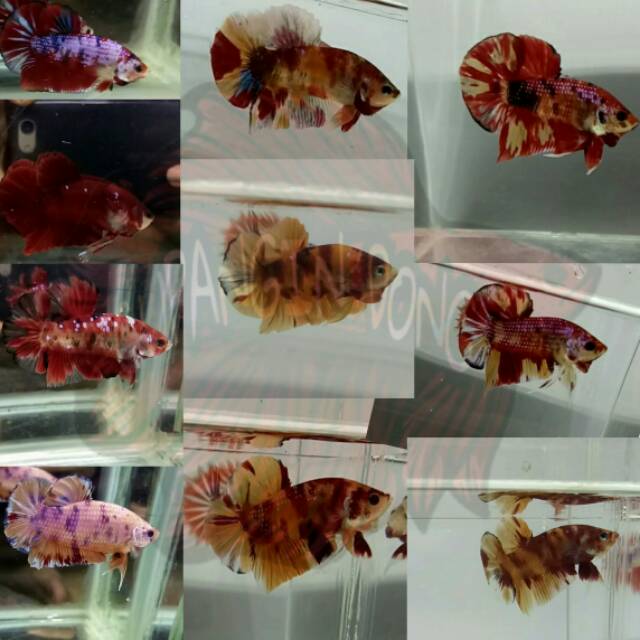 Cupang Jantan Plakat Nemo Koi Fancy Full Blok