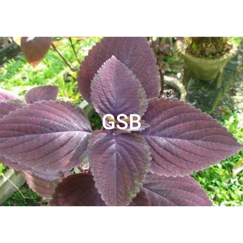 

Daun iler daun jawer kotok segar 500 gram