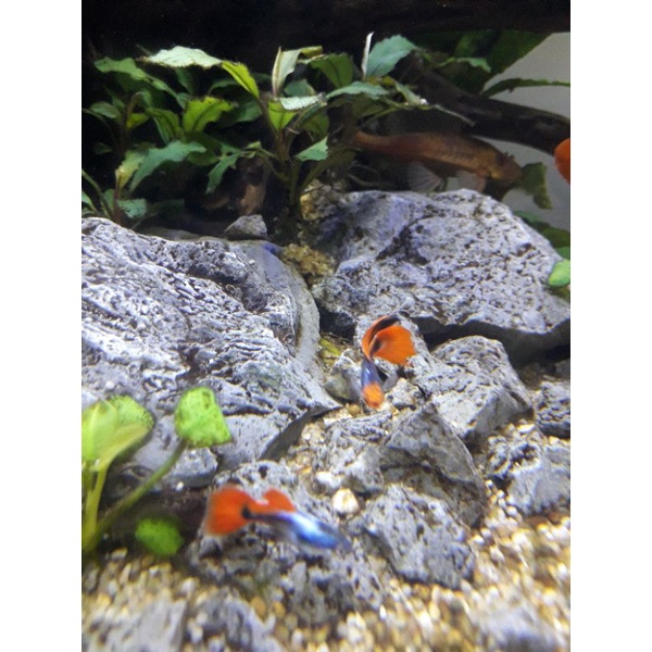 ikan guppy tuxedo koi.harga perpasang