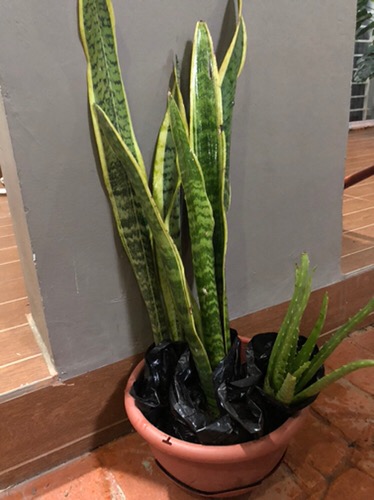 Tanaman Hias Lidah Mertua