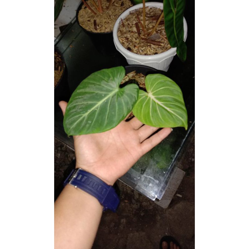 tanaman hias gloriosum dark form