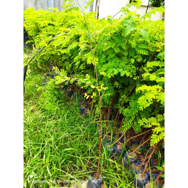 BIBIT ASAM JAWA (BAHAN BONSAI ASAM JAWA)