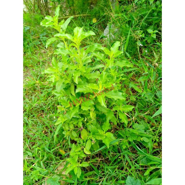 

daun thulsi / daun Ruku-Ruku segar bumbu masak khas minang