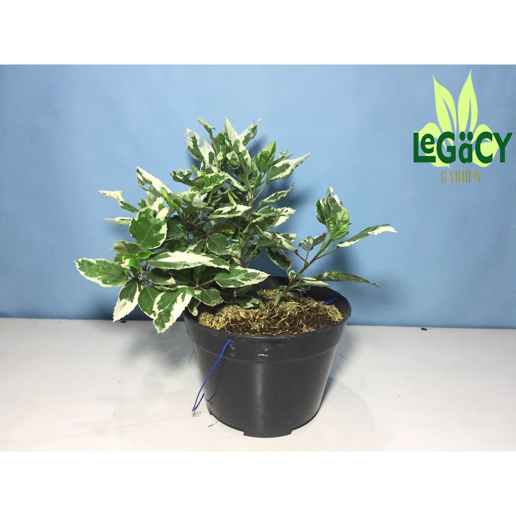 Kembang sepatu hibiscus rose variegata bunga sepatu tanaman hias tanaman hias murah