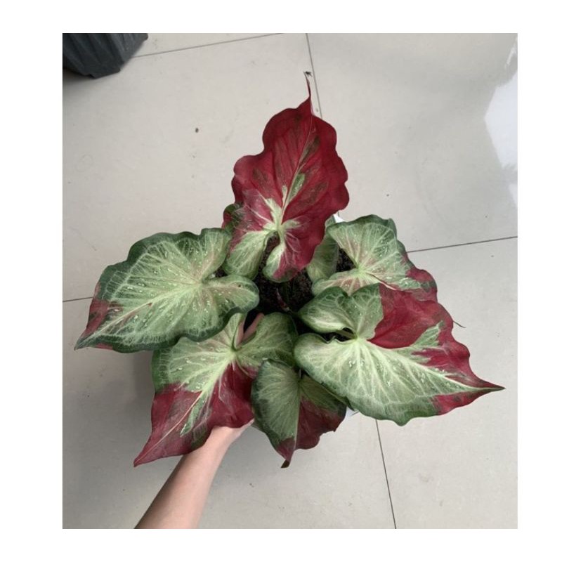 Tanaman Hias Caladium Shycool Keladi Tumpah Cat Hybrid Murah Shopee Indonesia