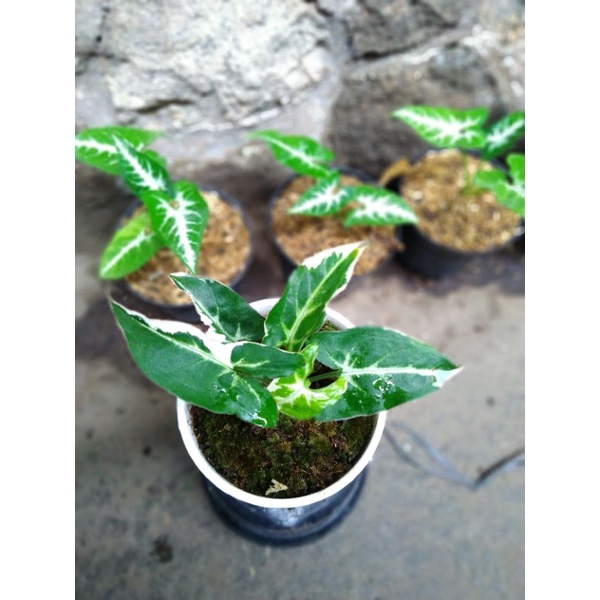 Singonium t25 /  3 plant