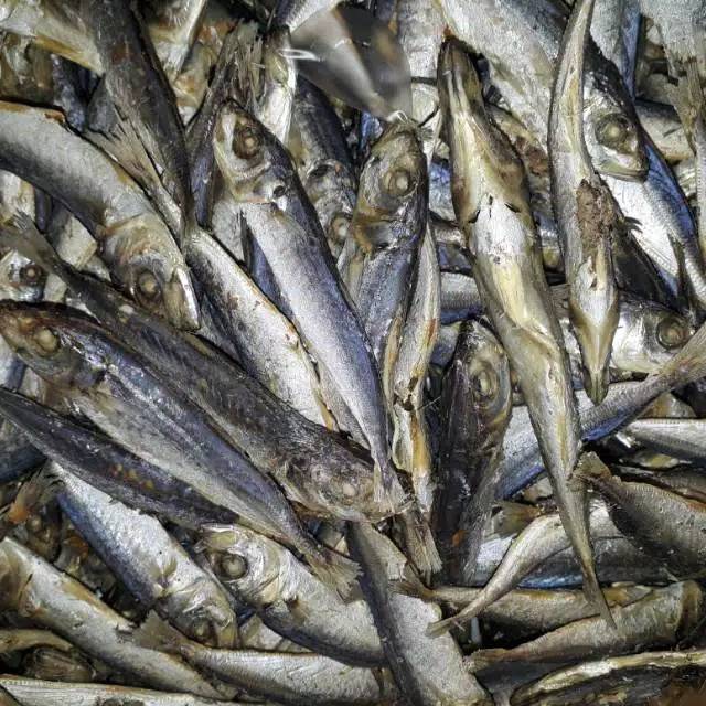 

Ikan rebusan layang / layang rebus 250 gram/ 500 gram