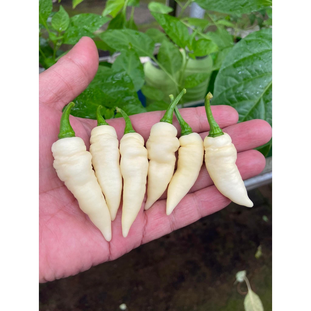 Benih Bibit Biji - Cabai Fatalii White Cabe Putih Super Pedas Pepper Seeds