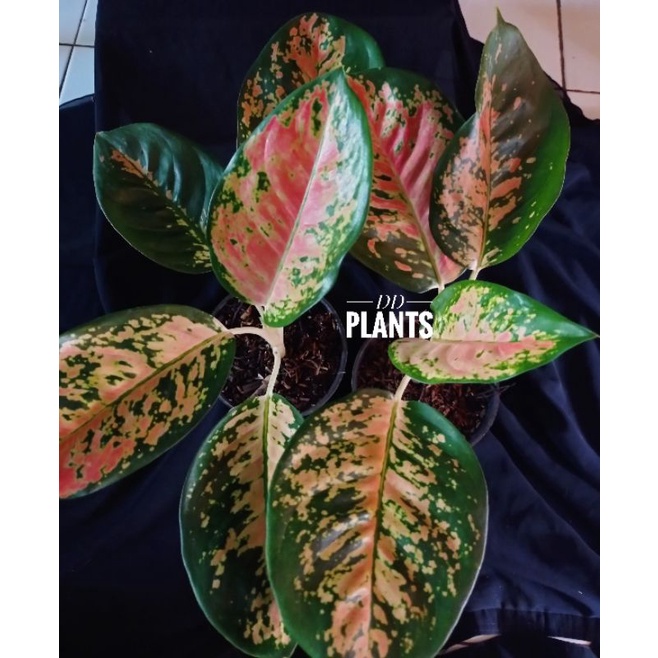 AglaonemaKochinTembaga/AglonemaChocin/Cochin