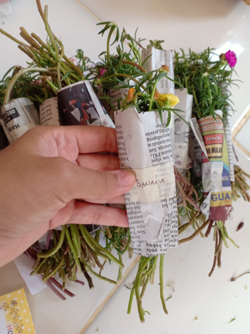 Mawar Tanah Krokot Import Mossrose Irada