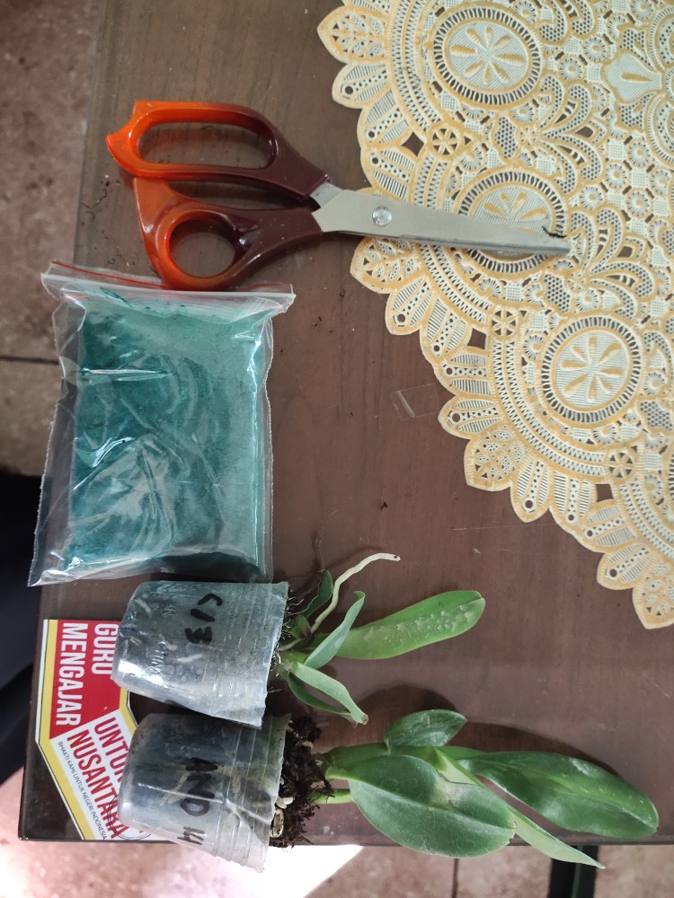 Sedling Anggrek Cattleya