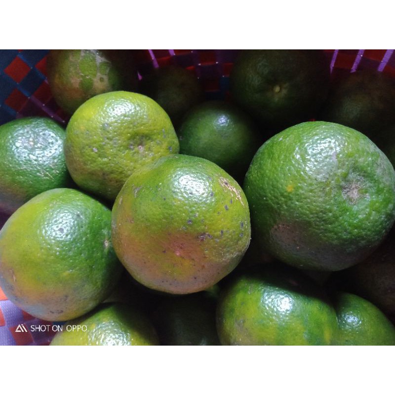 

jeruk semboro asli dari desa semboro