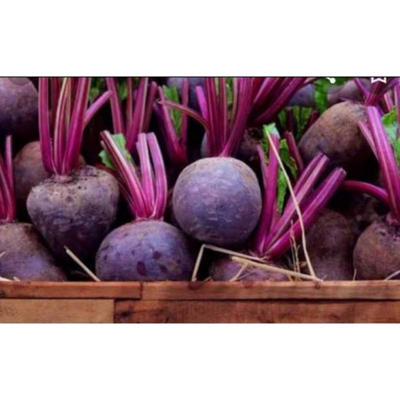 

Buah Bit segar surga kebutuhan ku