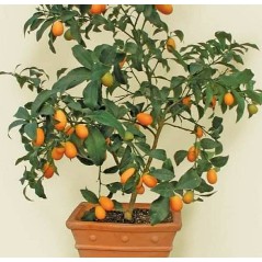 Jeruk Nagami Berbuah / Bibit Tanaman Jeruk Nagami Sudah Mulai Berbuah