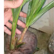 Bahan bonsai kelapa hijau tunas cabang dua kembar kelapa tunas dua asli
