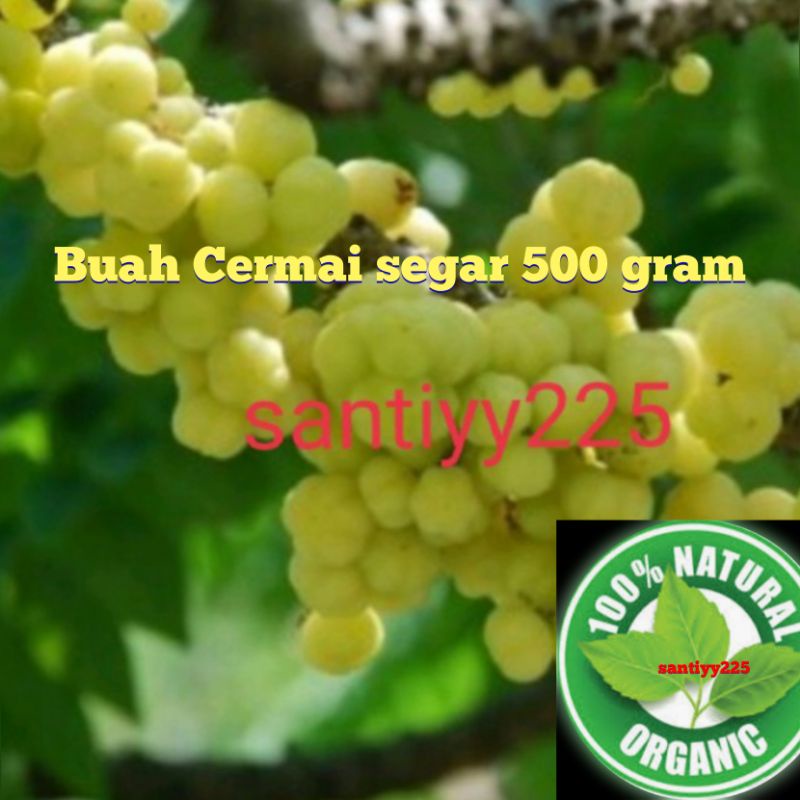 

buah Cermai segar 500 grm