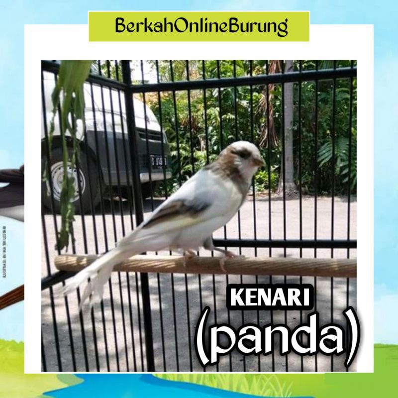 Burung Kenari Jantan Panda Af Rawatan
