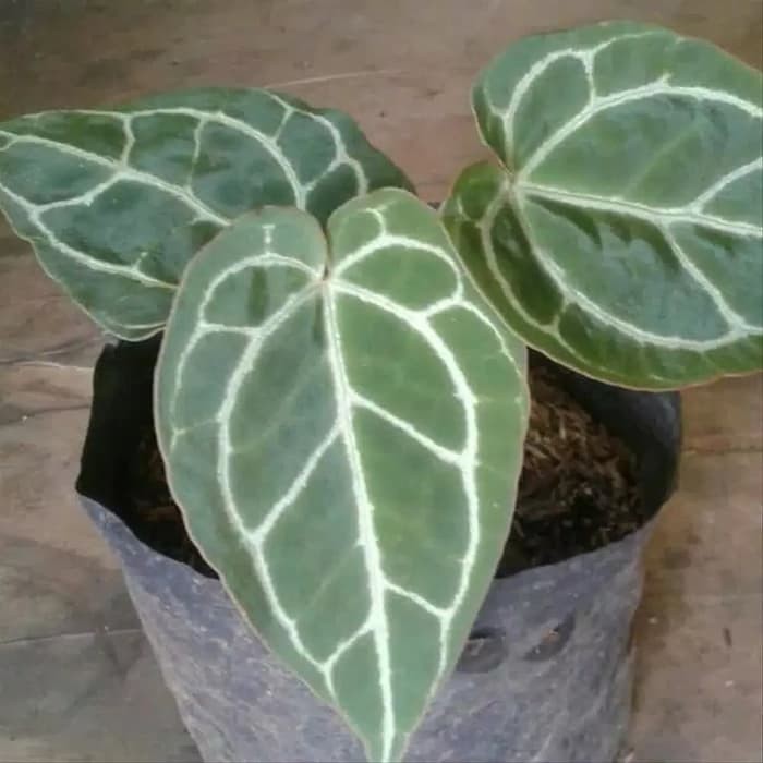 Tanaman Hias Kuping Gajah Mini Kuping Gajah Mini Anthurium Crystallinum Shopee Indonesia