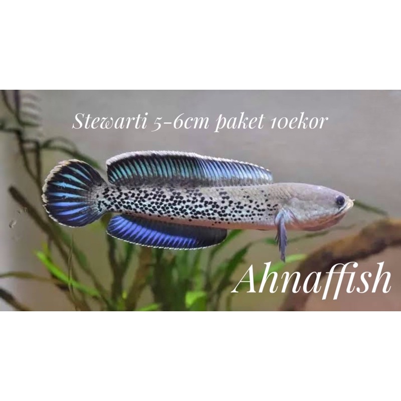 stewarti karbi 5-6cm paket 10ekor
