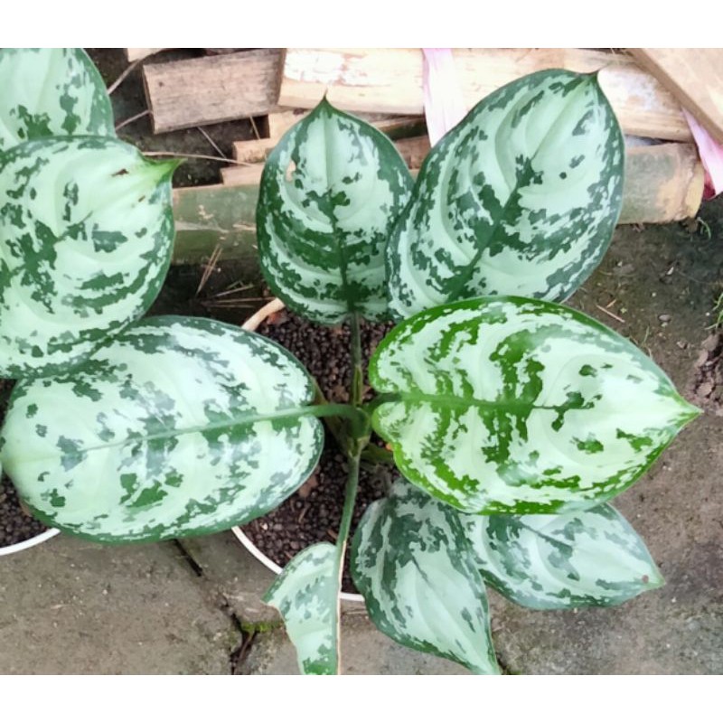 green compacta aglonema