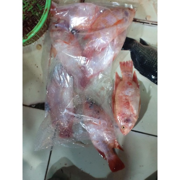 

Ikan Nila