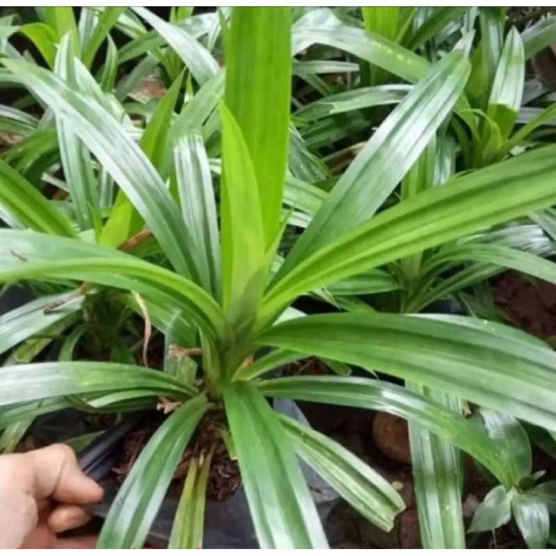 Jual Tanaman pandan wangi,pohon pandan daun wangi | Shopee Indonesia