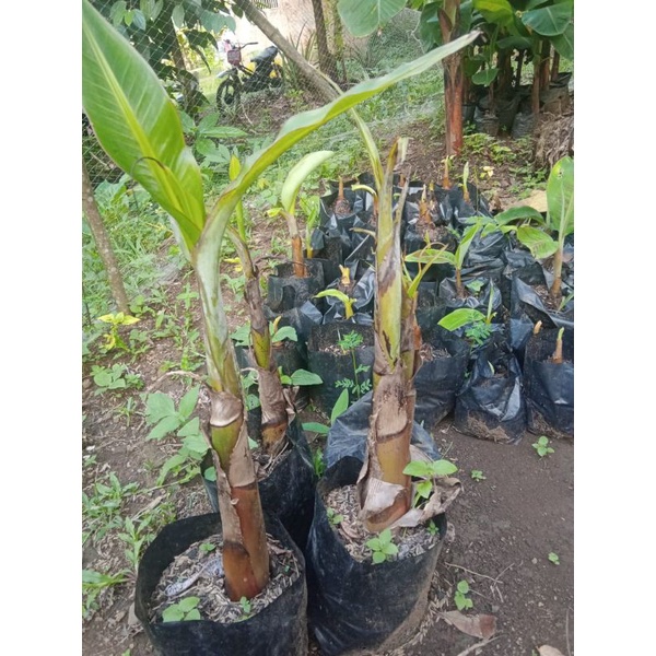 bibit pohon pisang raja bulu / raja ijo beli 2 ada bonus nya