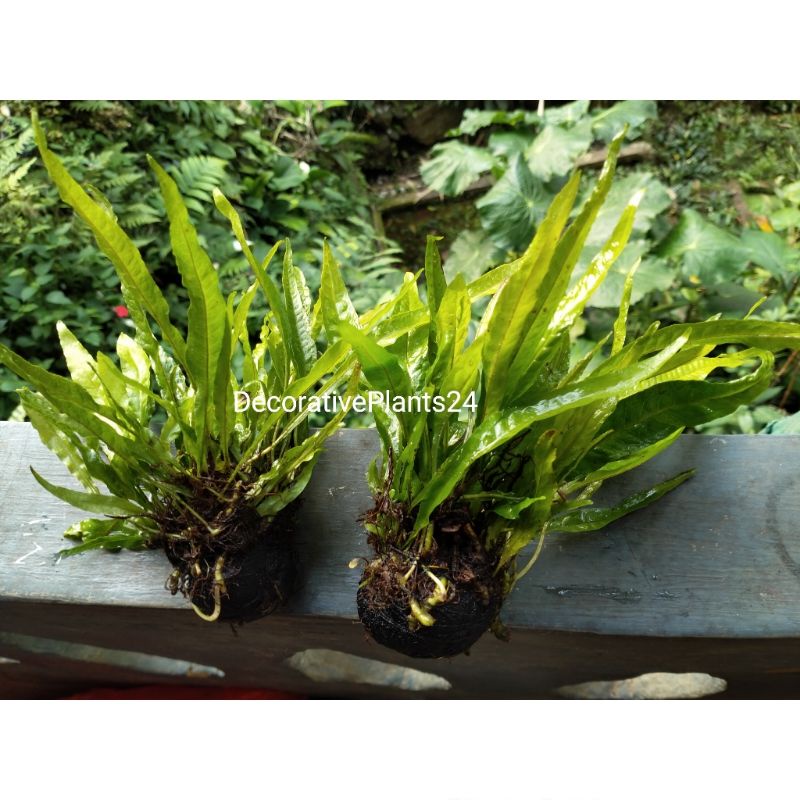 Microsorum Java fern media wabikusa