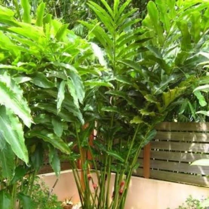 Tanaman Bunga Kecombrang Hijau