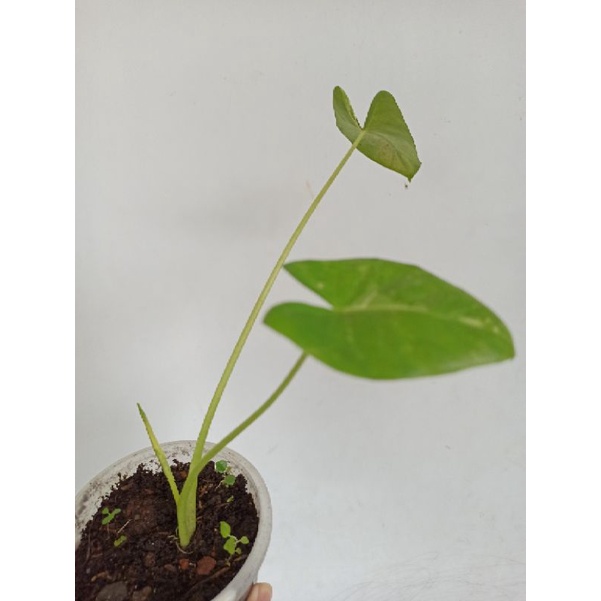 sente varigata