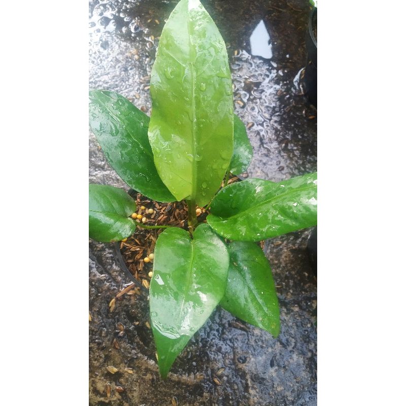 anturium hokeri x garuda ukuran dewasa