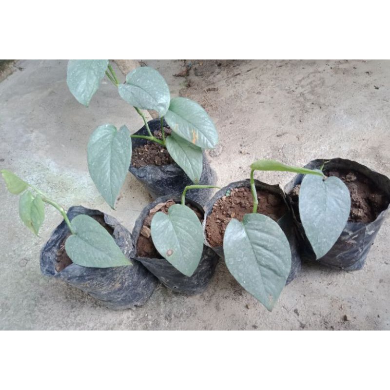 epiprenum Cebu blue f1 original