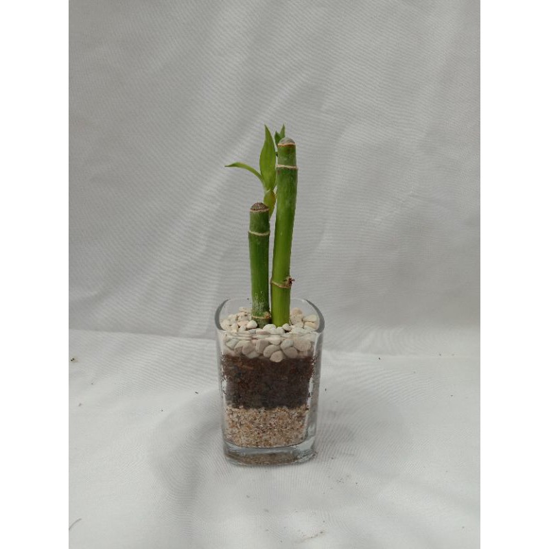 SOUVENIR DAN KADO TANAMAN BAMBU HOKI MURAH