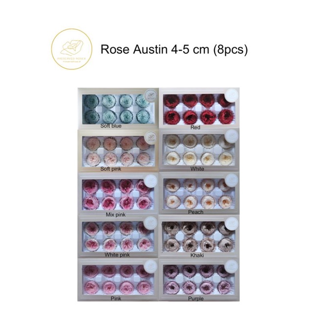 Preserved Austin Rose