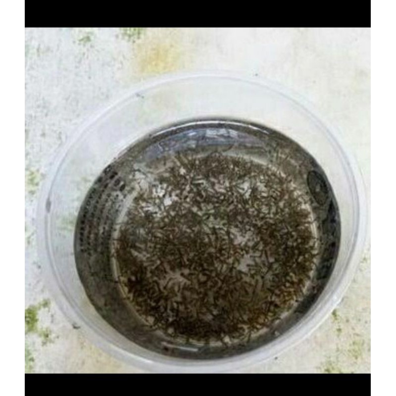 encu/jentik nyamuk pakan ikan cupang
