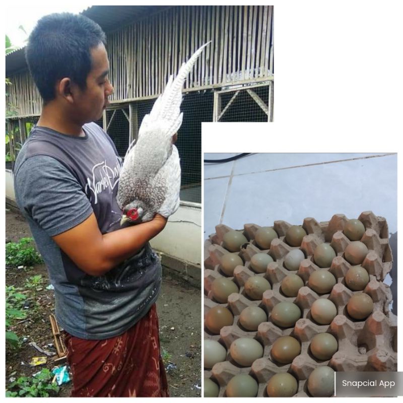 HARGA PAKET Telor / 10 BUTIR,TELOR AYAM HIAS RINGNEK PEASENT ABU-ABU,AYAM ALAS CINA WARNA FAFORIT,AY