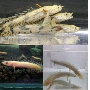 Palmas Albino/Senegalus/Endlycery