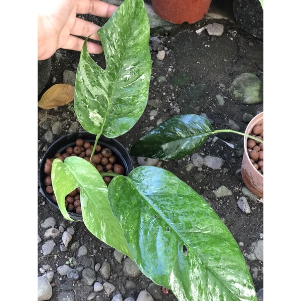 Epipremnum pinnatum variegata epipremnum var