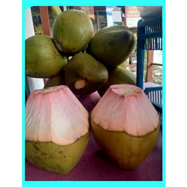 degan ijo obat (kelapa hijau untuk obat)