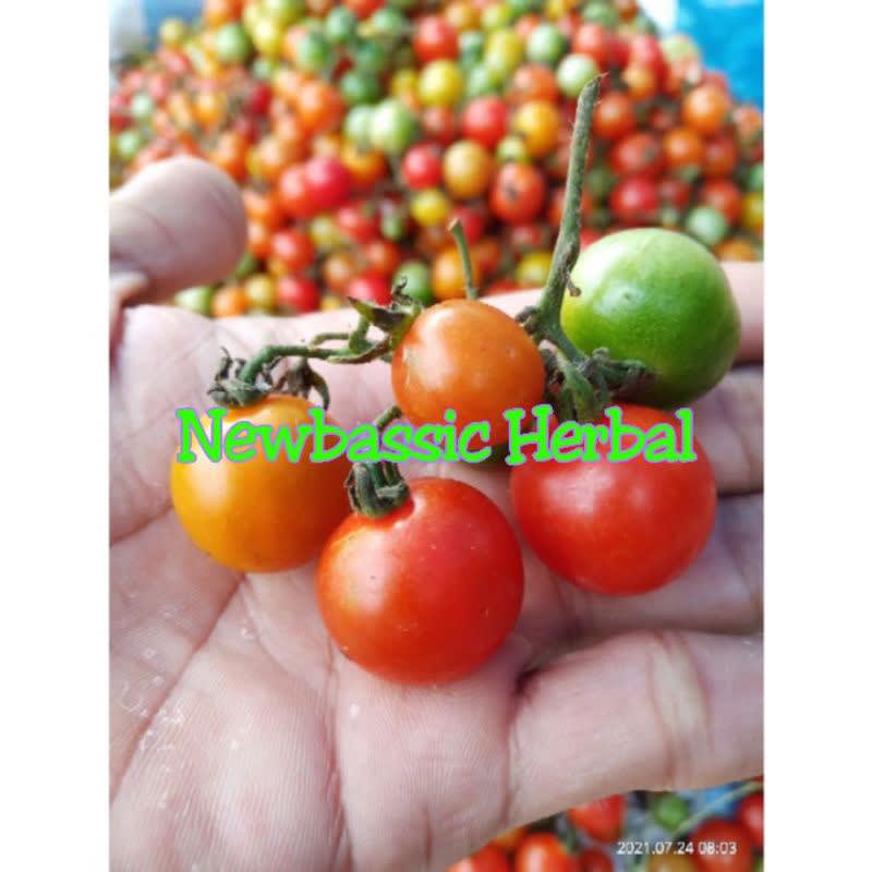 

buah rempay atau tomat anggur Hasil Kebun Sendiri