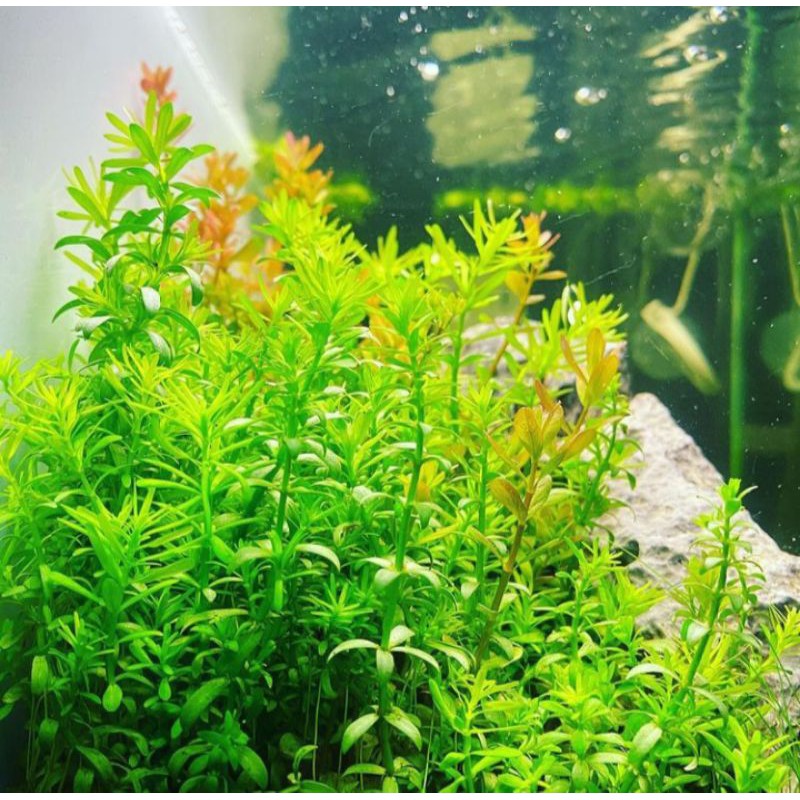 

Rotala nanjensen